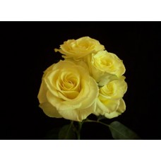 Spray Roses - Limoncello